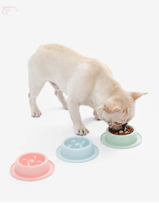 Cat and Dog Shared Pet Slow Food Slow Food Bowl Brocelles